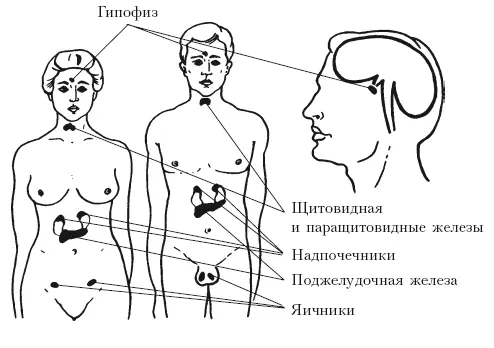 К железам внутренней секреции относятся гипоталамус гипофиз щитовидная - фото 1