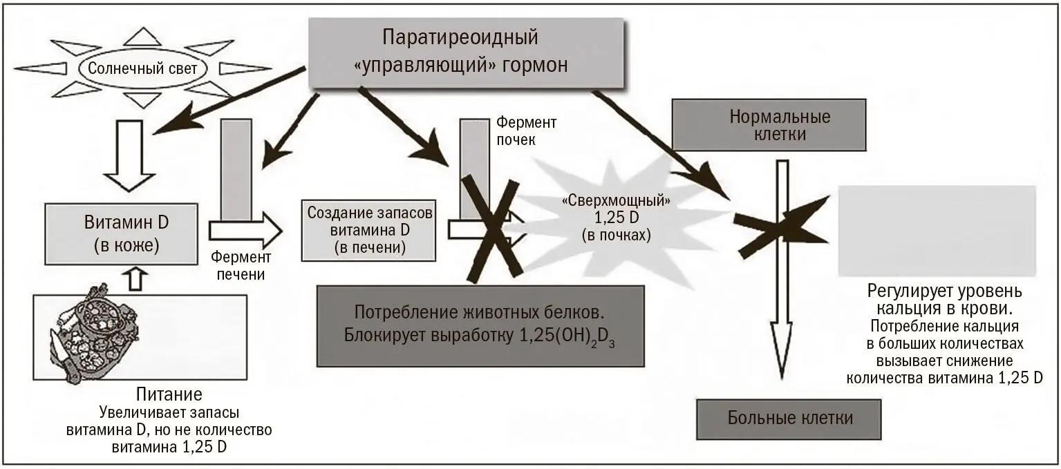 Рис В3Роль паратиреоидного гормона в выработке сверхмощного витамина 125 - фото 63