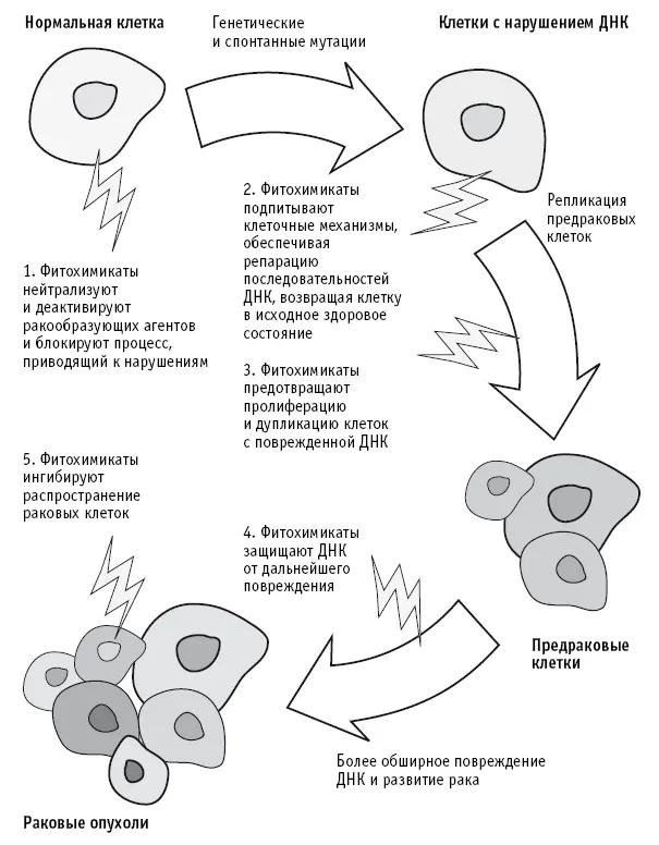 Рис 6 Пять способов при помощи которых фитохимические вещества могут - фото 21