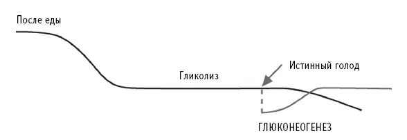 Рис 12 Кривая сахара в крови Часы идут и если мы не едим запасы гликогена - фото 47
