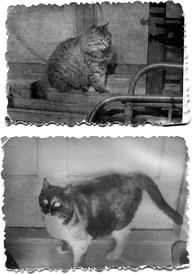 Наши кошки Юська и Маняша Нанке 14 лет Мне 12 лет Первое фото в - фото 35