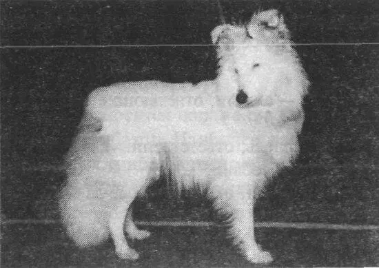 Рис 119 Колли окраса white Merle Рис 120 Коричневомраморная такса Третью - фото 119