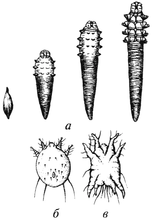 Рис 125 Микроскопические клещи а возбудитель демодекоза Demodex canis б - фото 125