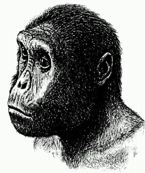 Сахелянтроп Sahelanthropus chadensis Чад около 7 млн лет назад - фото 7