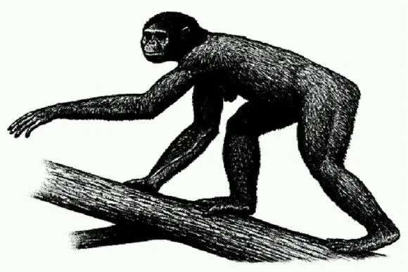 Ардипитек Ardipithecus ramidus Эфиопия 44 млн лет назад Вплоть до 2009 - фото 9