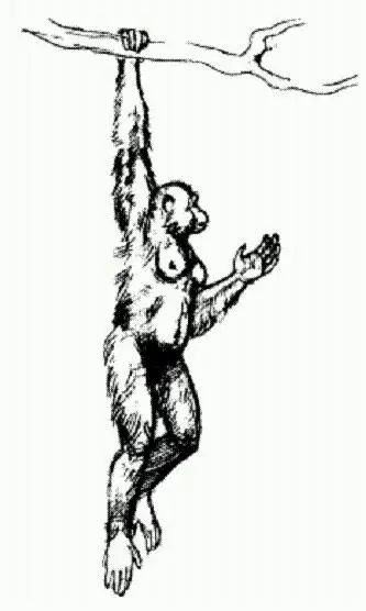 Ардипитек Ardipithecus ramidus Эфиопия 44 млн лет назад Раскопки были - фото 10