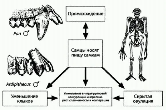 Логика начальных этапов эволюции гоминид по Оуэну Лавджою По рисунку из - фото 11