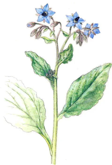 Огуречная трава бораго бурачник лекарственный Пастернак посевной Pastinaca - фото 39