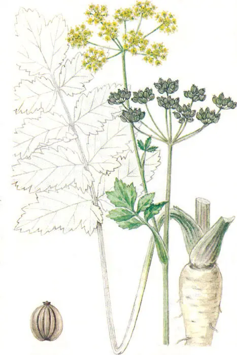 Пастернак посевной Перец душистый пимента лекарственная Pimenta officinalis - фото 40