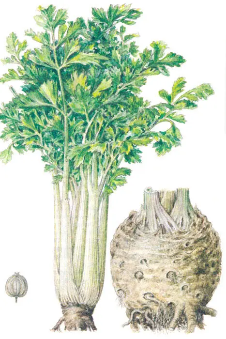 Сельдерей пахучий Тимьян обыкновенный Thymus vulgaris L Характеристика и - фото 49