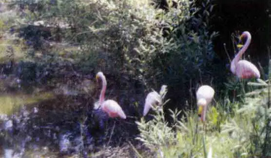 Илл 44 Pink flamingoes розовые фламинго Эти пластмассовые птицы водятся в - фото 146