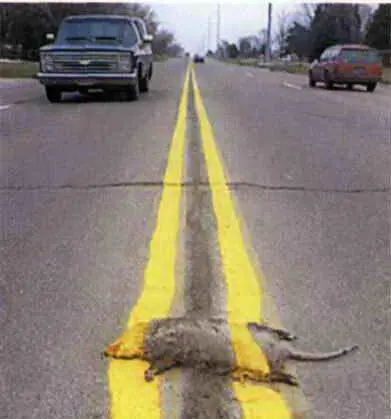 Илл 55 Почемуто термин roadkill задавленное животное используется в - фото 157