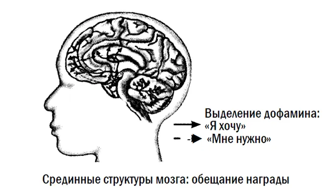 Озадаченные причудливым поведением крысы ученые решили проверить гипотезу что - фото 3