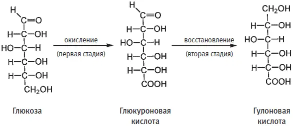 На второй стадии происходит восстановление другого конца молекулы глюкозы в - фото 41