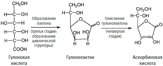 Первые попытки выделить витамин С и определить его химическую структуру - фото 42