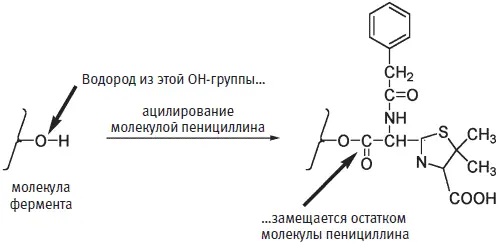В ходе реакции ацилирования раскрытое четырехчленное кольцо пенициллина - фото 183