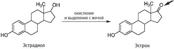 Эстрон отличается от эстрадиола лишь по одной позиции показано стрелкой Эти - фото 190