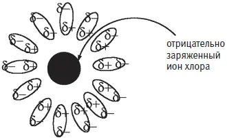 Положительно заряженный ион натрия в воде окружен молекулами воды повернутыми - фото 256