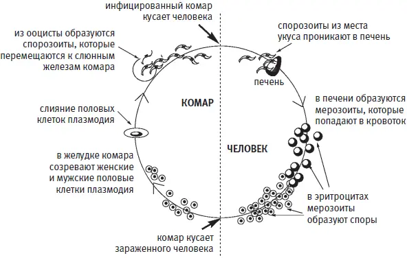 Жизненный цикл малярийного плазмодия Мерозоиты периодически каждые 48 или 72 - фото 288