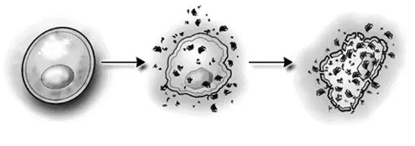 Рис 4Повреждение клетки свободными радикалами а нормальная клетка б - фото 4