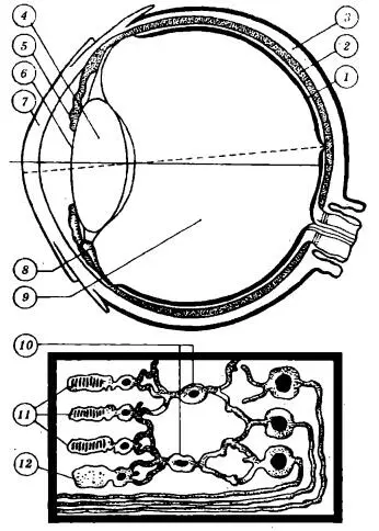 Рис 1 Строение глаза 1 сетчатая оболочка 2 сосудистая оболочка 3 - фото 1