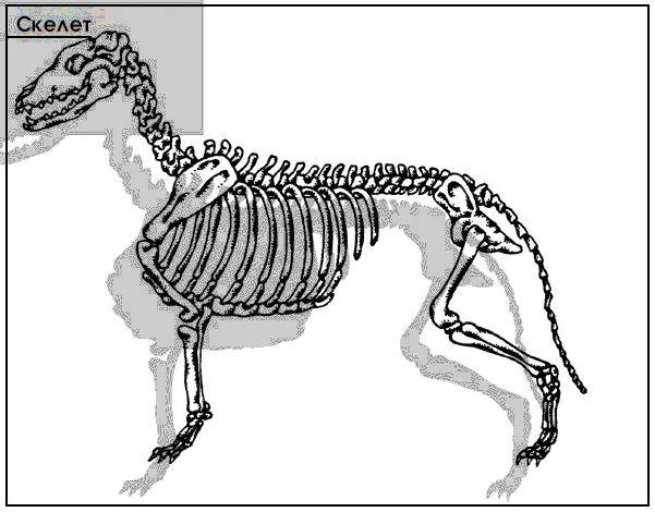 Скелет собаки включает 247 костей и почти столько же суставов Осевой скелет - фото 8