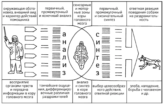 Собаки поразному поддаются дрессировке Одни животные легко быстро и прочно - фото 56