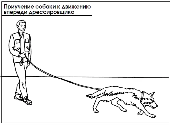 Прогулки со щенками старше 3 месяцев проводят ежедневно постепенно увеличивая - фото 66