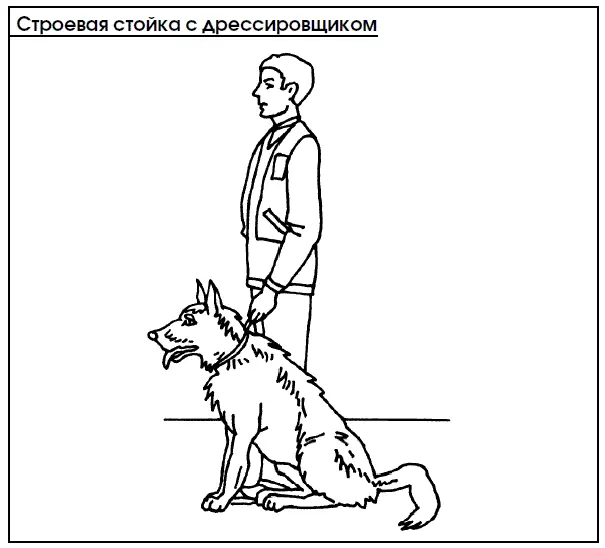 Если щенок во время движения проявляет беспокойство на ходу ус по ка ива ют - фото 67