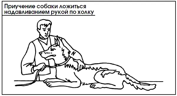 После выработки у щенка первоначальных навыков на команду Лежать переходят к - фото 75