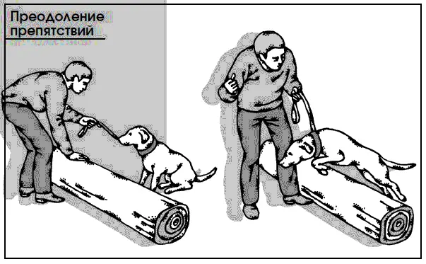 Навык преодоления различных препятствий дисциплинирует щенка и способствует его - фото 87