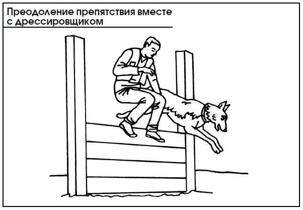 Навык преодоления различных препятствий дисциплинирует щенка и способствует его - фото 88