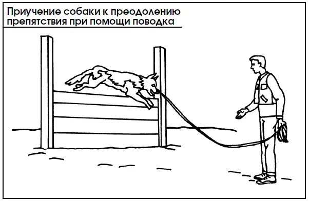 По команде Вперед щенок учится преодолевать препятствие прыжком опираясь - фото 90