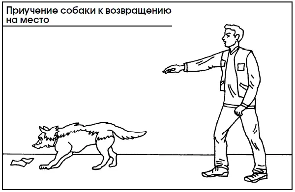 Приучение ползать Команду Ползи начинают отрабатывать с 7месячным щенком - фото 97
