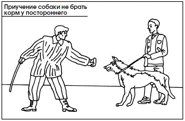 После этого собаку приучают не брать корм у посторонних На первых занятиях - фото 100
