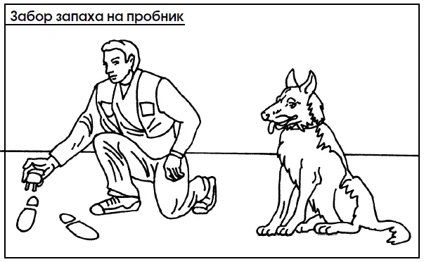 Выработку навыка выборки человека по запаху его вещи следует начинать после - фото 107
