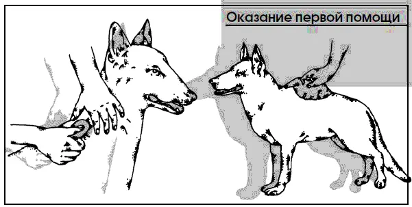 1 В сознательном или бессознательном состоянии находится животное Это можно - фото 112
