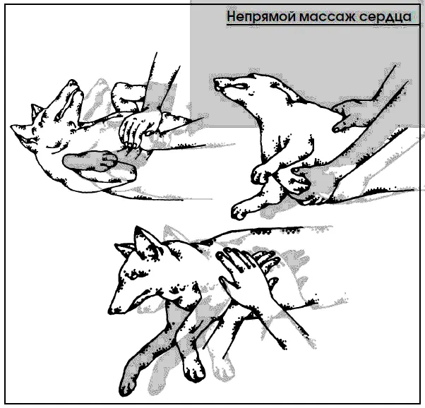 При потере сознания очень важно поддержать жизнедеятельность головного мозга - фото 115