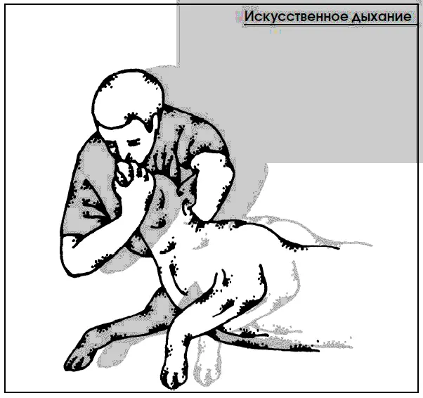 Травмы глаза Частые случаи драк между собаками между собаками и кошками - фото 116
