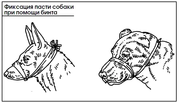 Травмы глаза Частые случаи драк между собаками между собаками и кошками - фото 117