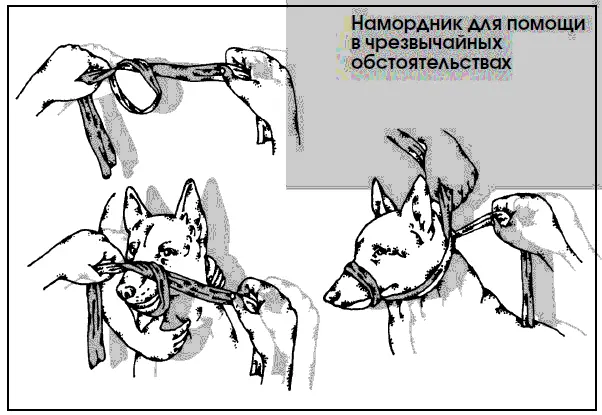 Наибольшую склонность к получению тепловых и солнечных ударов имеют собаки - фото 121