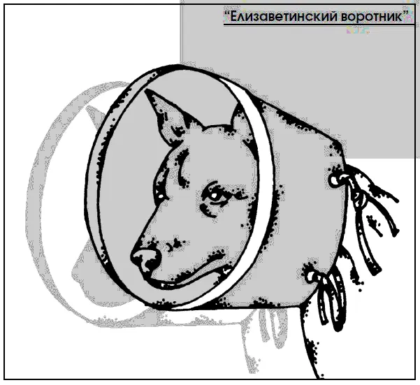 Наибольшую склонность к получению тепловых и солнечных ударов имеют собаки - фото 122