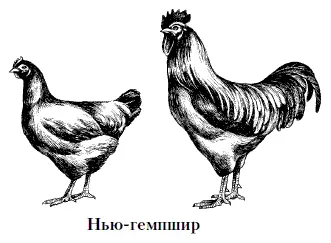Ньюгемпшир относится к породам мясояичного направления продуктивности Эта - фото 15