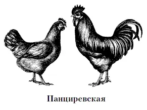 Порода выведена в Поволжье в племсовхозе Панциревский в 19471961 гг - фото 16