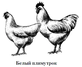 Направление продуктивности мясояичное Окраска скорлупы яиц кремовая - фото 19