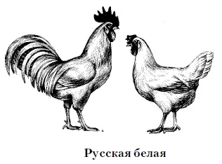 Русская белая выведена в СССР на основе скрещивания породы белый леггорн с - фото 21