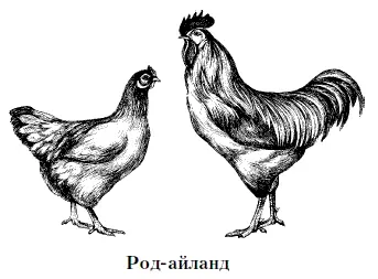 Тип продуктивности мясояичный Порода выведена в середине прошлого века в - фото 22