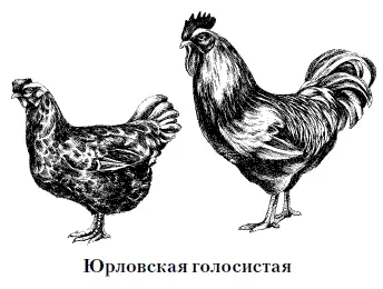 Юрловская голосистая по различным версиям происходит либо от названия села - фото 24