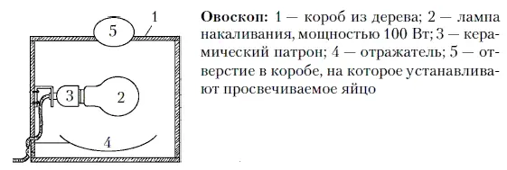 Овоскоп можно сделать самостоятельно Для этого в картонную коробку среднего - фото 44
