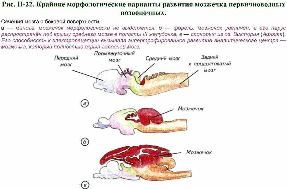 В промежуточном мозге сосредоточены нейрогормональные центры которые отвечают - фото 48